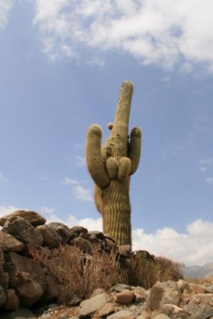 Candelaber-Kaktus